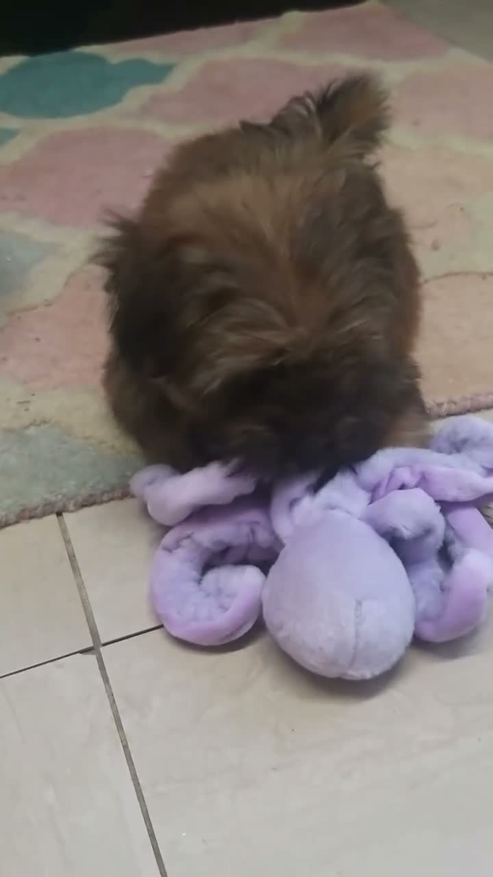 Shih Tzu dogs for sale: Shih  Tzu  girl  - Video 2