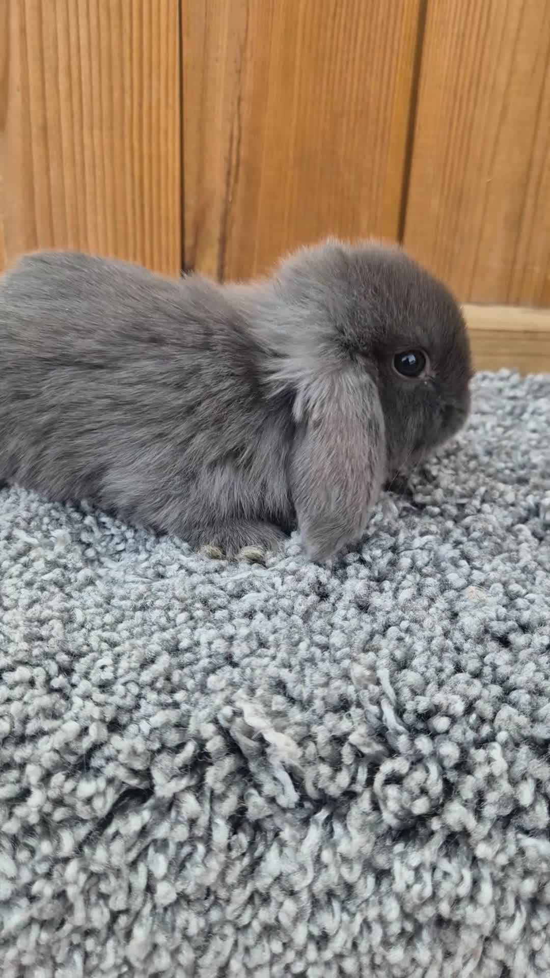 Mini Lop rabbits for sale: Mini Lop babies ready to reserve  - Video 2