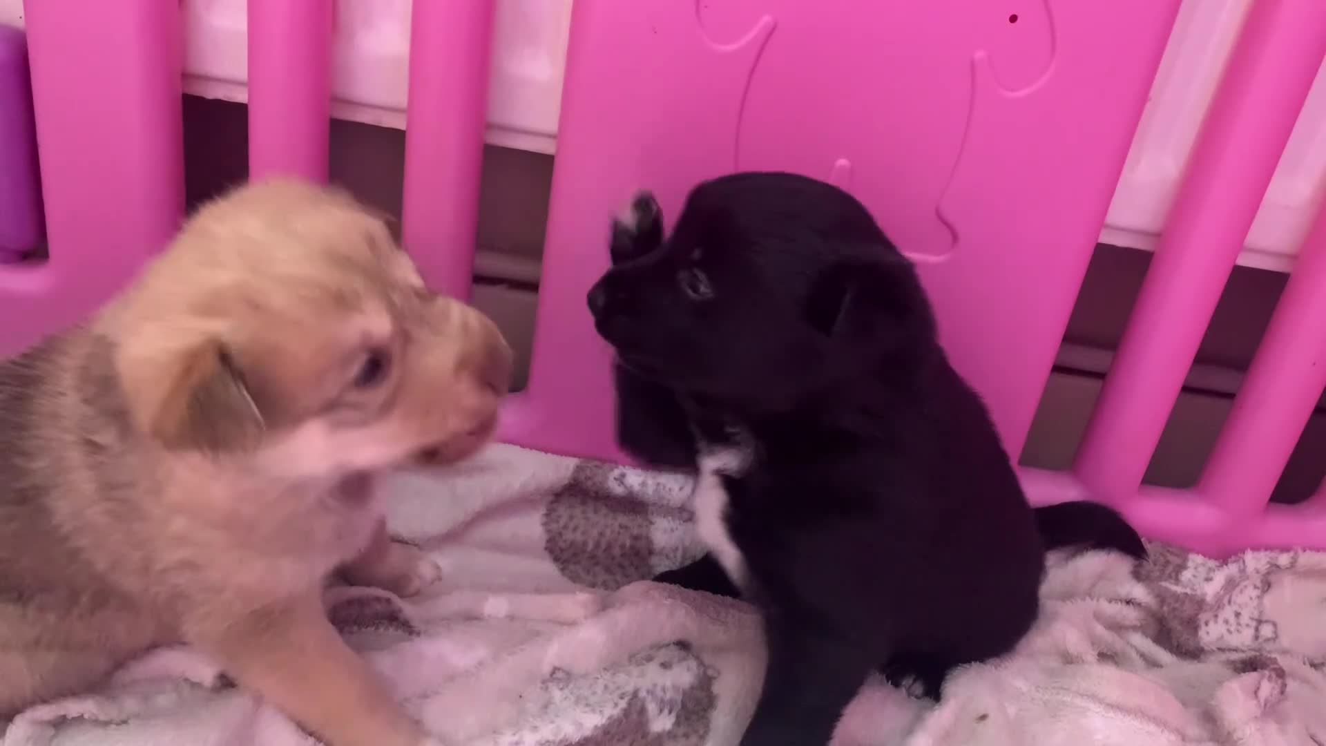 Mixed Breed dogs for sale: Collie mix male pup - Video 1