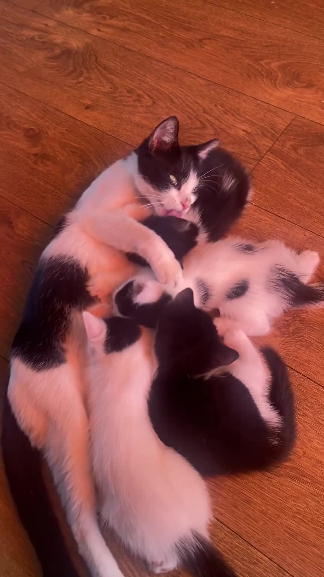 Domestic Shorthair cats for sale: Luna, Snow, Minx & Oreo - 10 Weeks old - Video 4