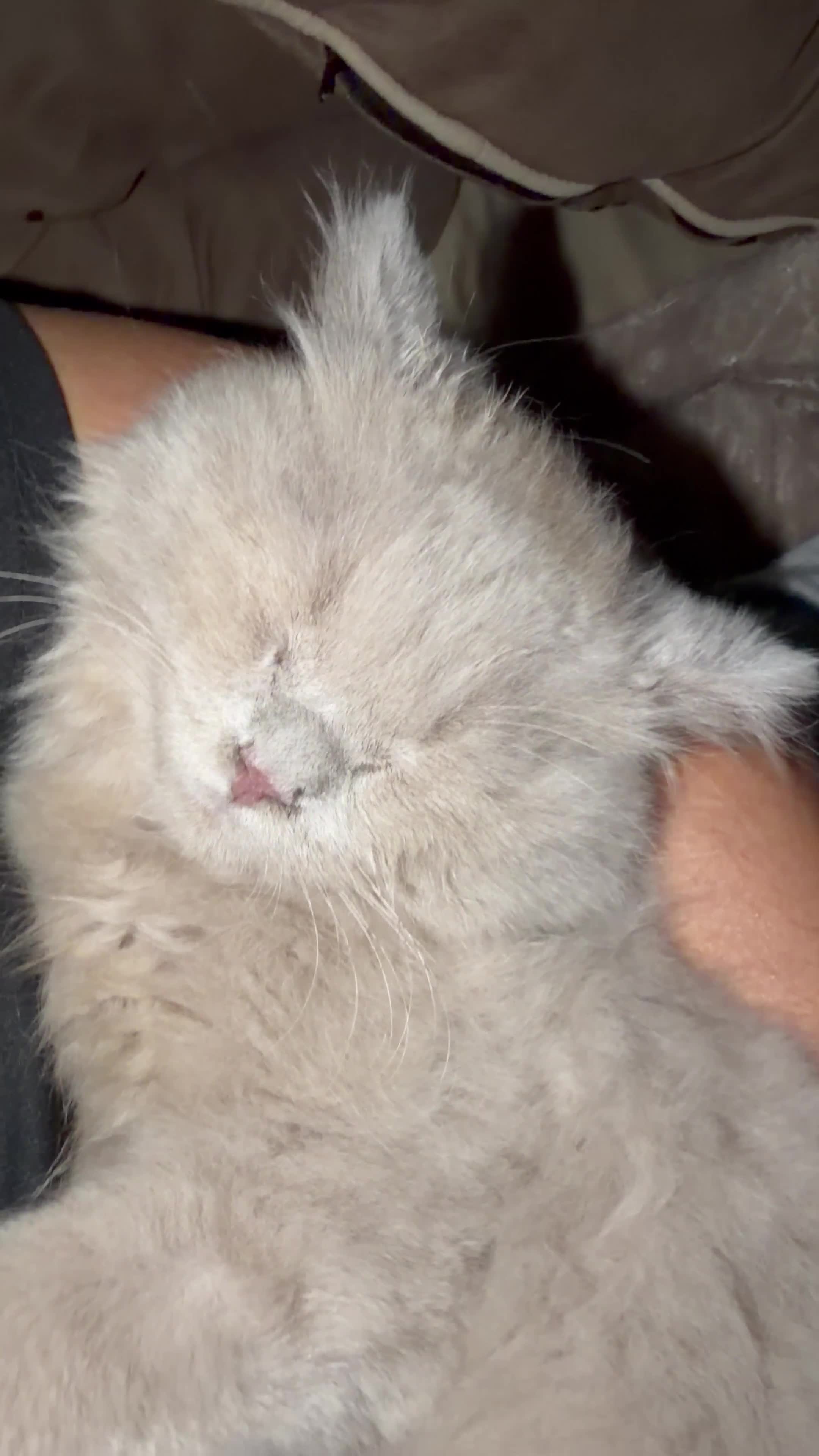 British Longhair cats for sale: 🩵 Exceptional Lilac British Longhair Kitten 🩵 - Video 1