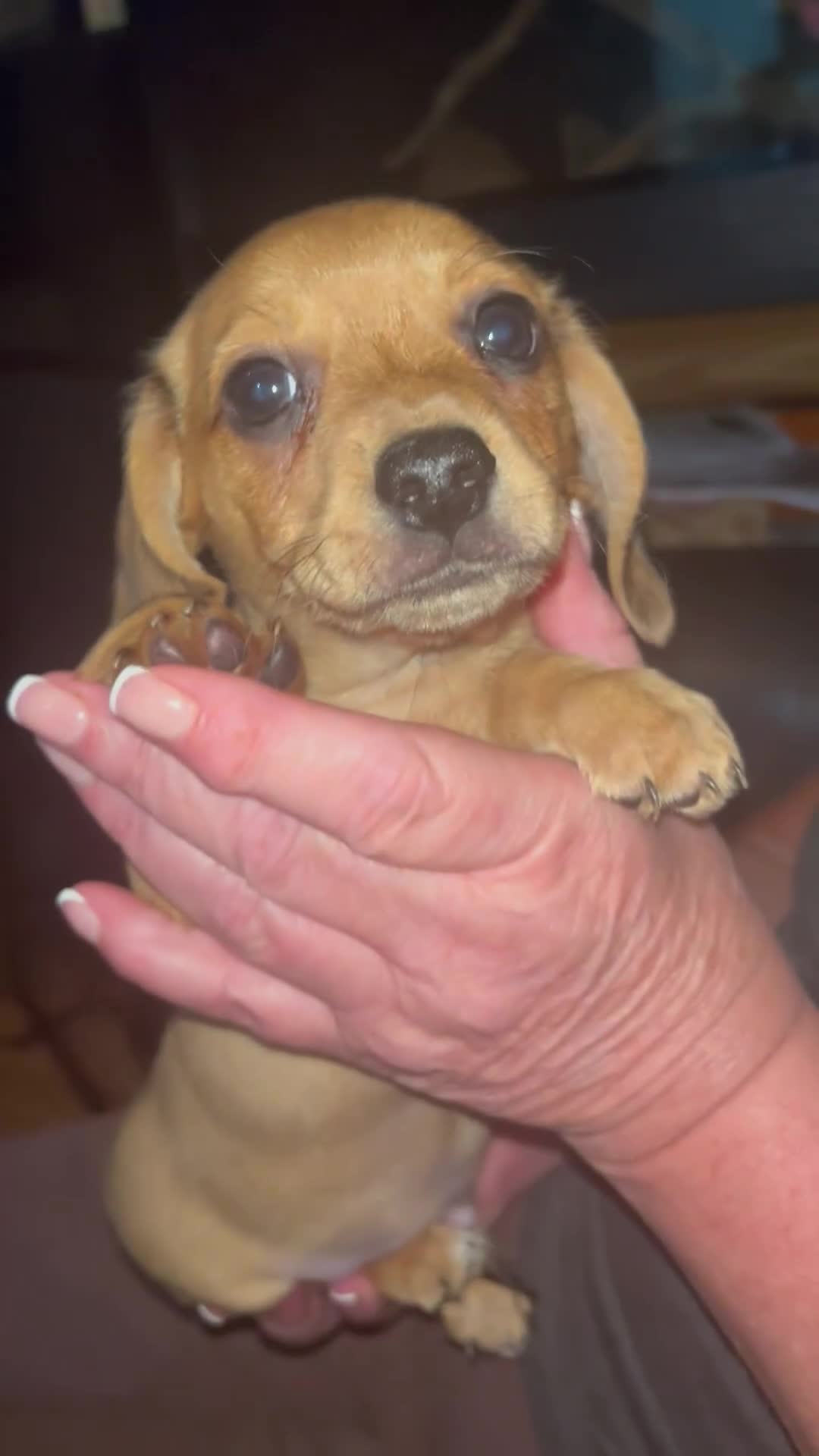 Chiweenie dogs for sale: Beautiful dachshund/ chihuahua puppies  - Video 3