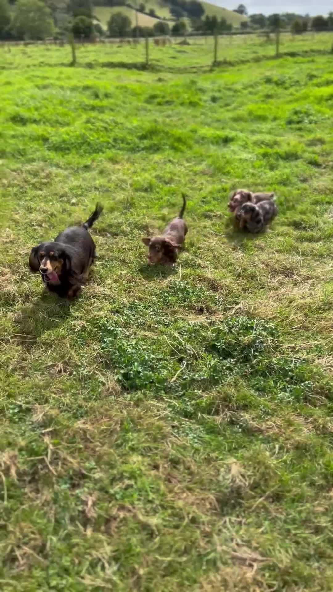 Miniature Dachshund dogs for sale: STUNNING CHOCOLATE LONG HAIRED BOYS - Video 1