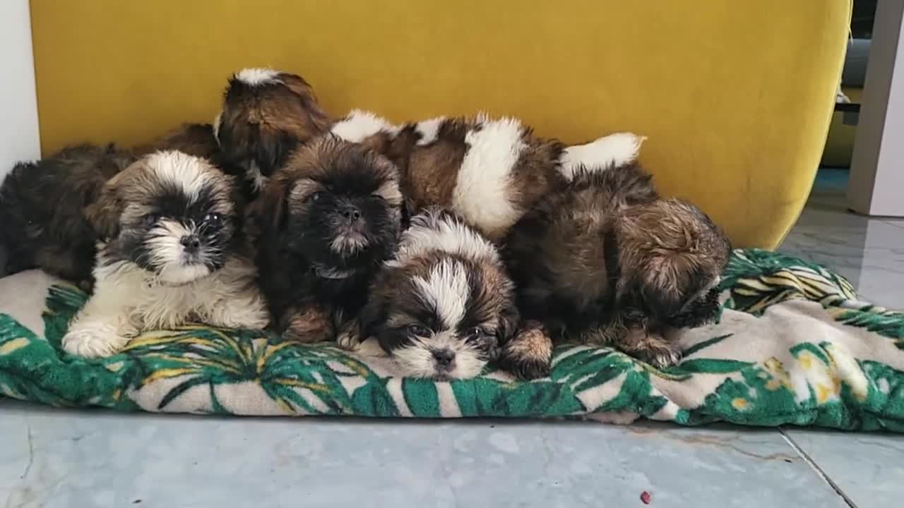 Shih Tzu dogs for sale: Shih tzu puppies - Video 1