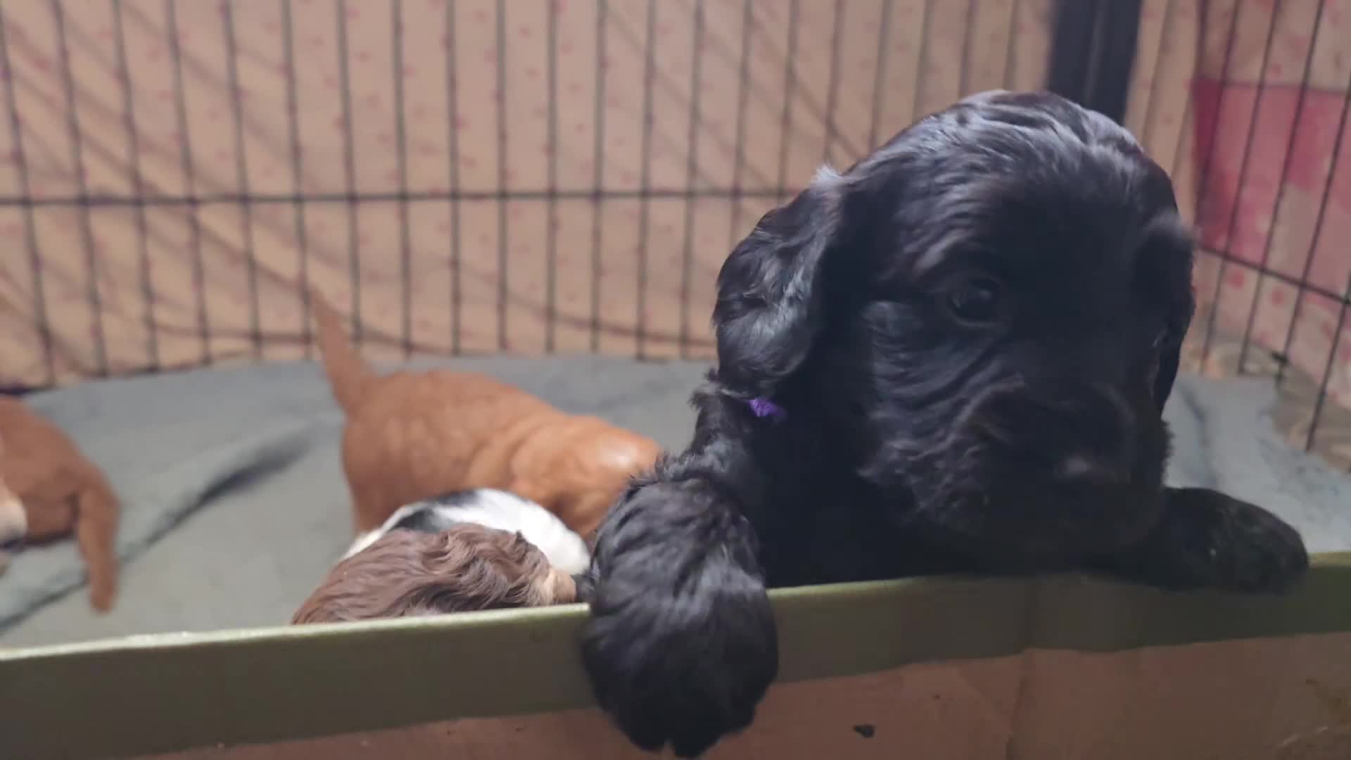 Cockapoo dogs for sale: Cockapoo Puppies Extensive Health Tested - Video 1