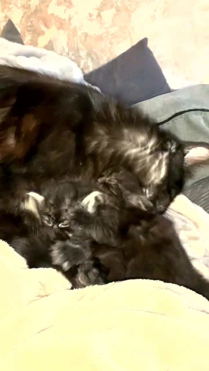 Maine Coon cats for sale: Maine coon kittens  - Video 1