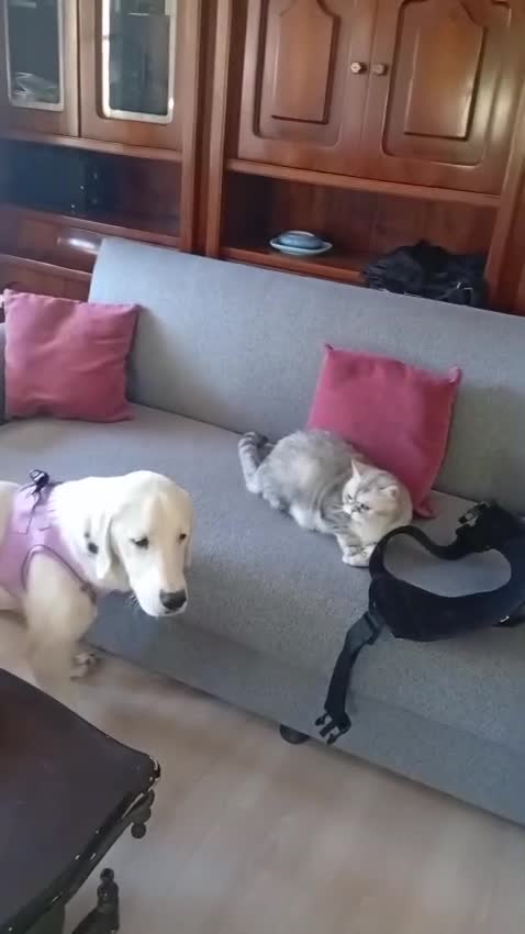 Mixed Breed dogs for adoption: Casper – Dalmatian Mix Rescue Boy Needs Home in London - Video 1