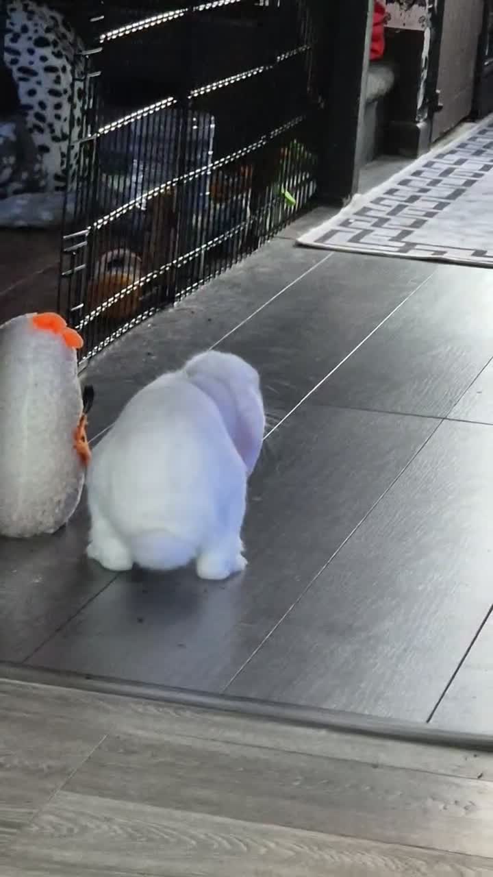 Mini Lop rabbits for sale: 5 and a half month old white buck - Video 1