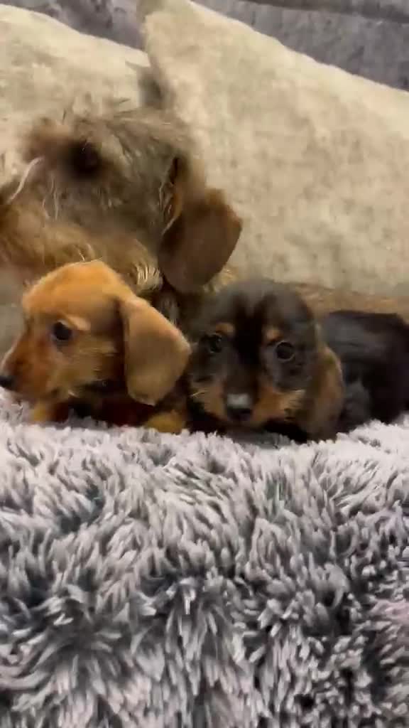 Miniature Dachshund dogs for sale:  miniature teckel dachshund puppies health clear - Video 2