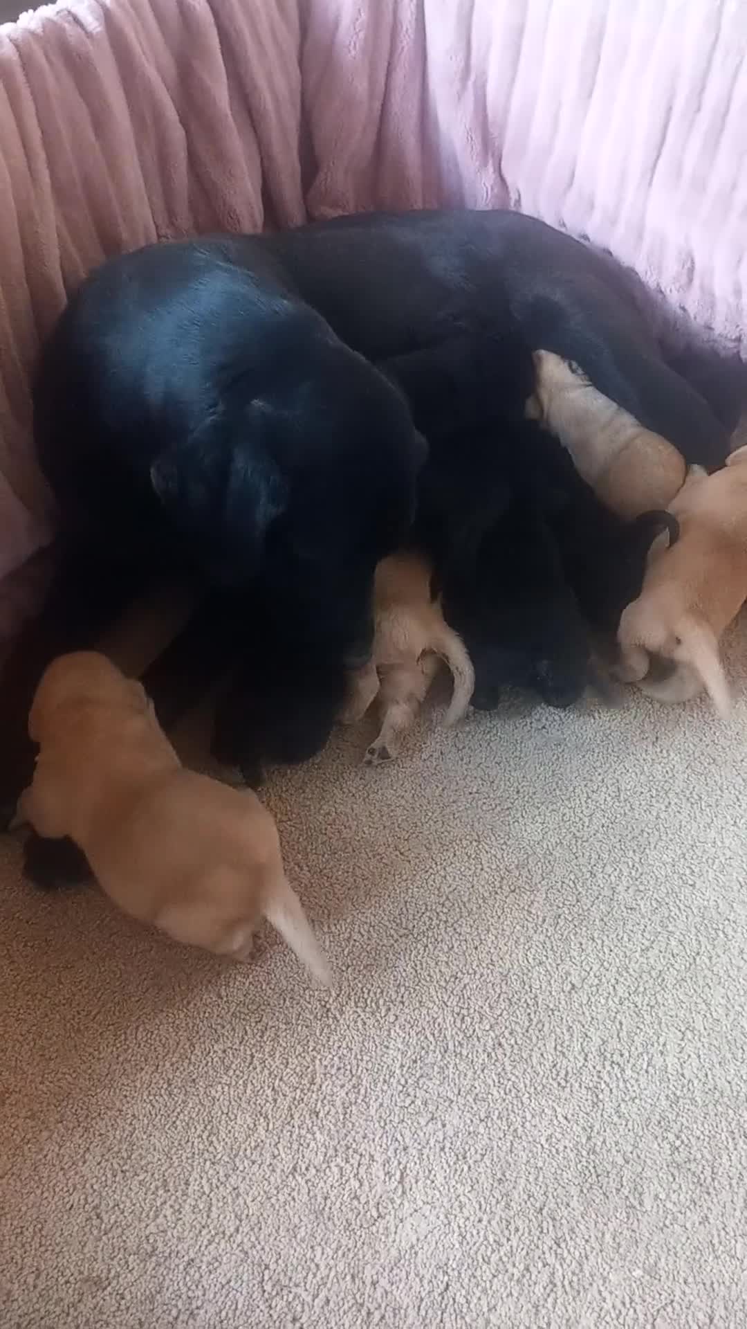 Labrador Retriever dogs for sale: Gorgeous KC registered puppies.  - Video 3