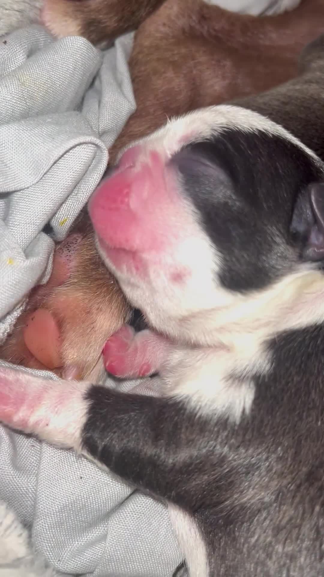 Boston Terrier dogs for sale: Outstanding Boston puppies  - Video 1