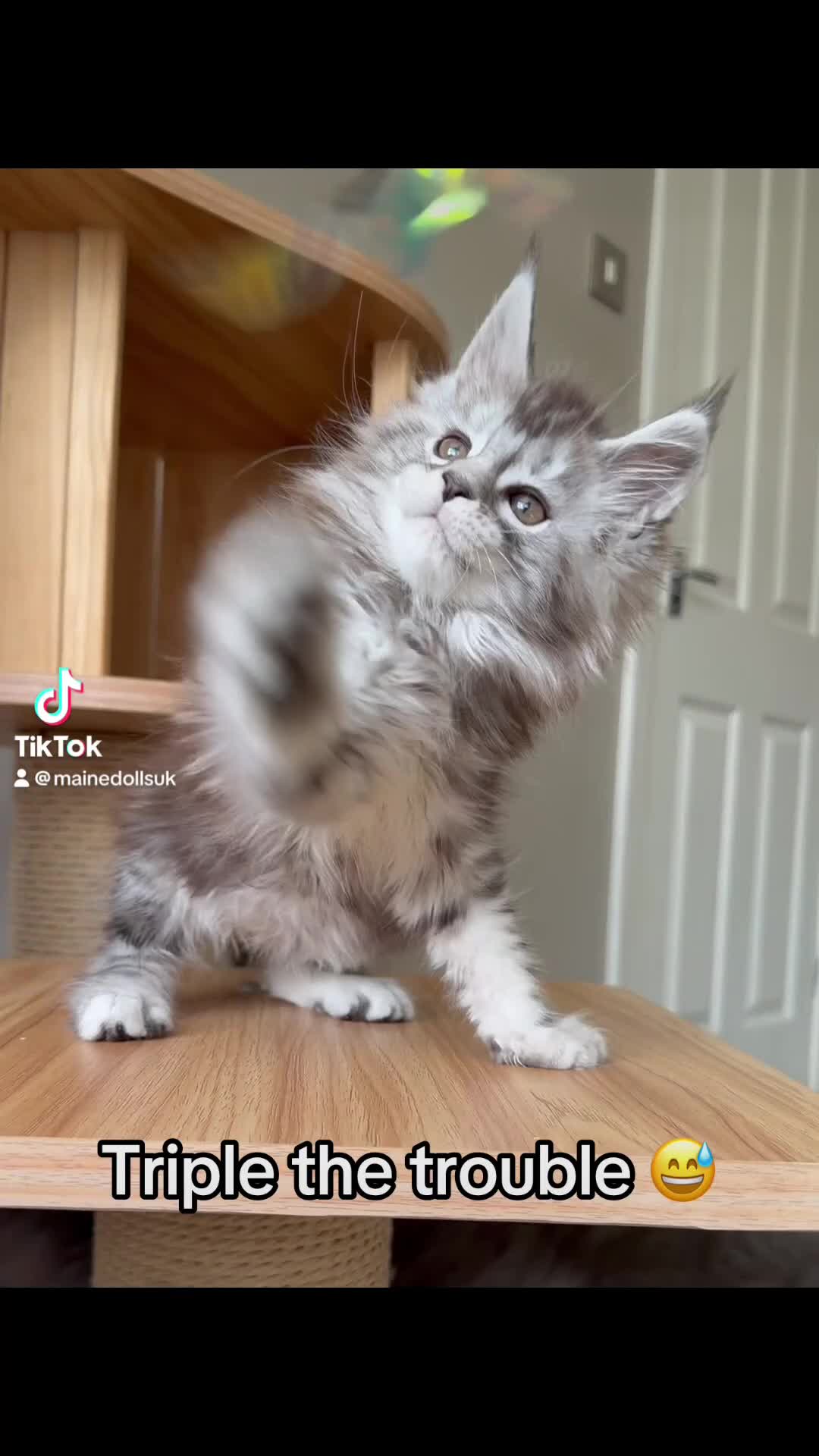Maine Coon cats for sale: XL MAINE COON EUROPEAN LINES! Ready now!  - Video 1