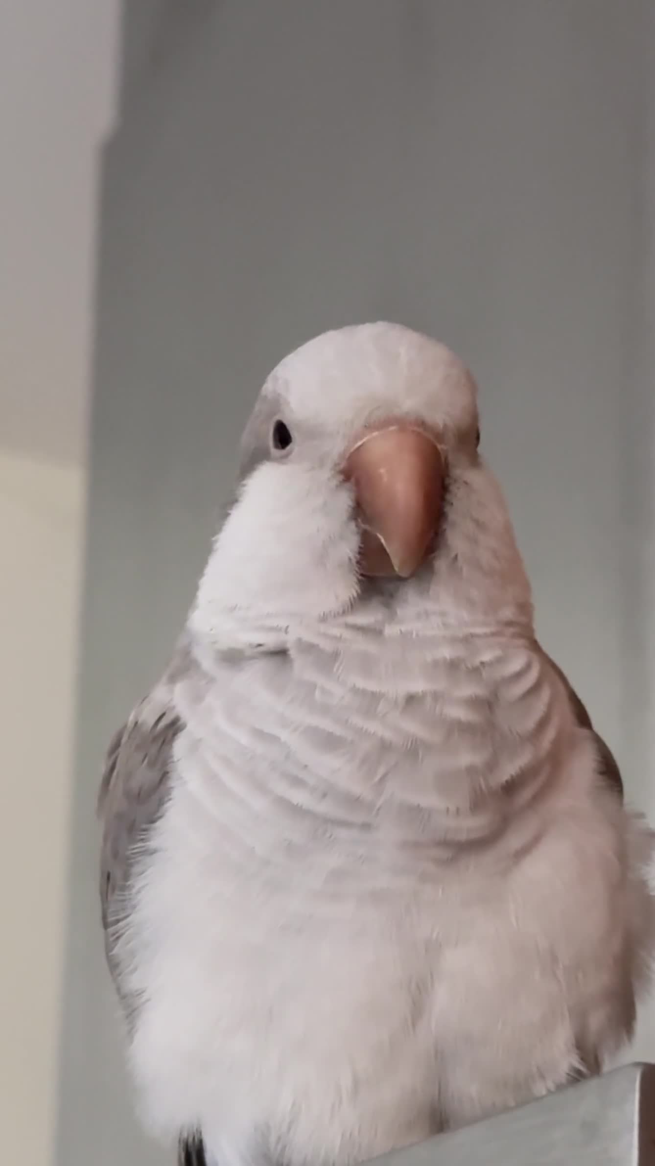 Parrots birds for sale: Untamed Rare Grey Quacker Parrot with Cage &acceso - Video 1