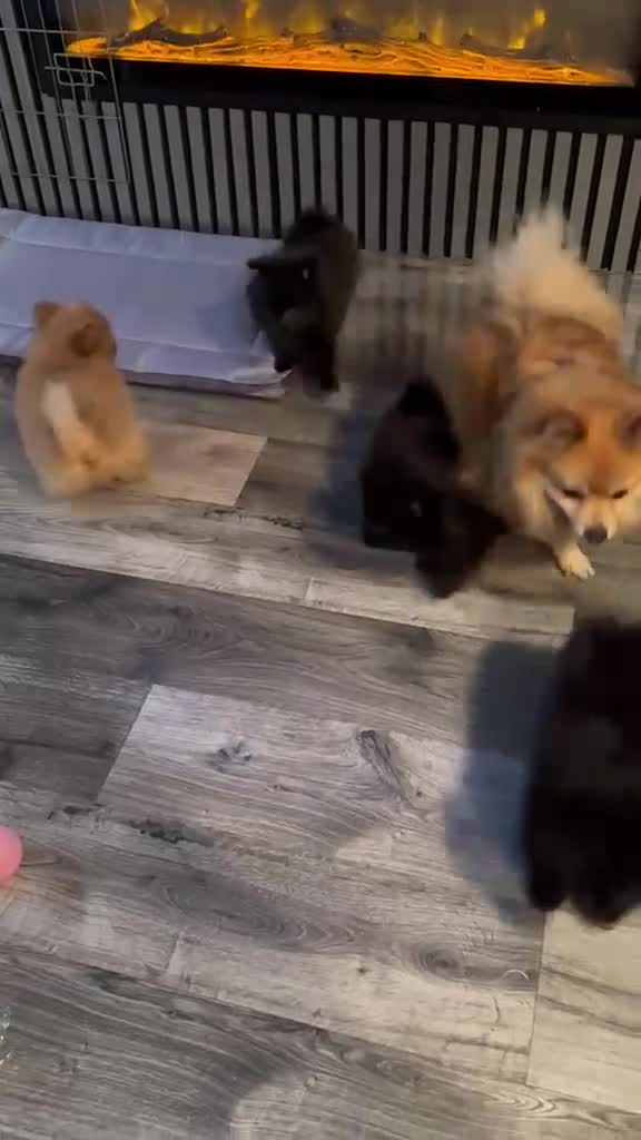 Pomeranian dogs for sale: Pomeranian teddyfaced puppies in Liverpool - Video 1