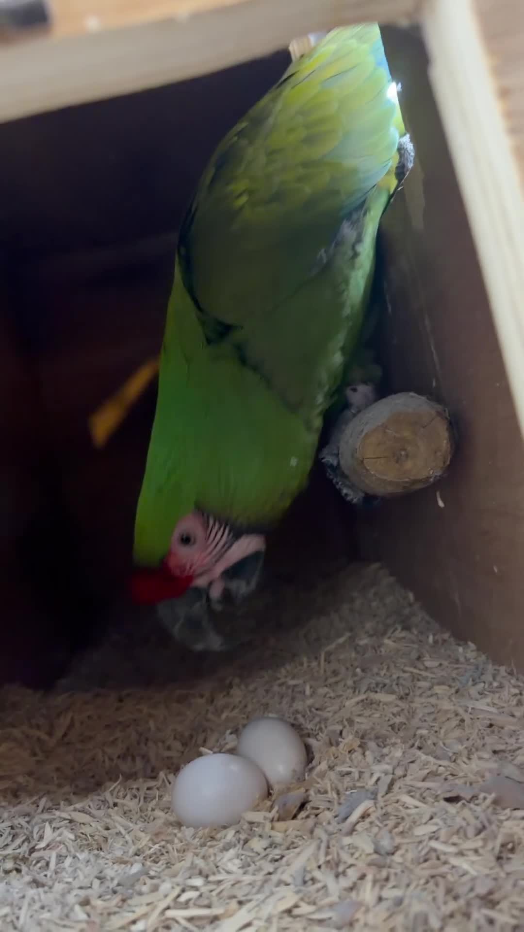 Macaws birds for sale: Bonded Breeding Pair Military, Blue & Gold Macaw - Video 2