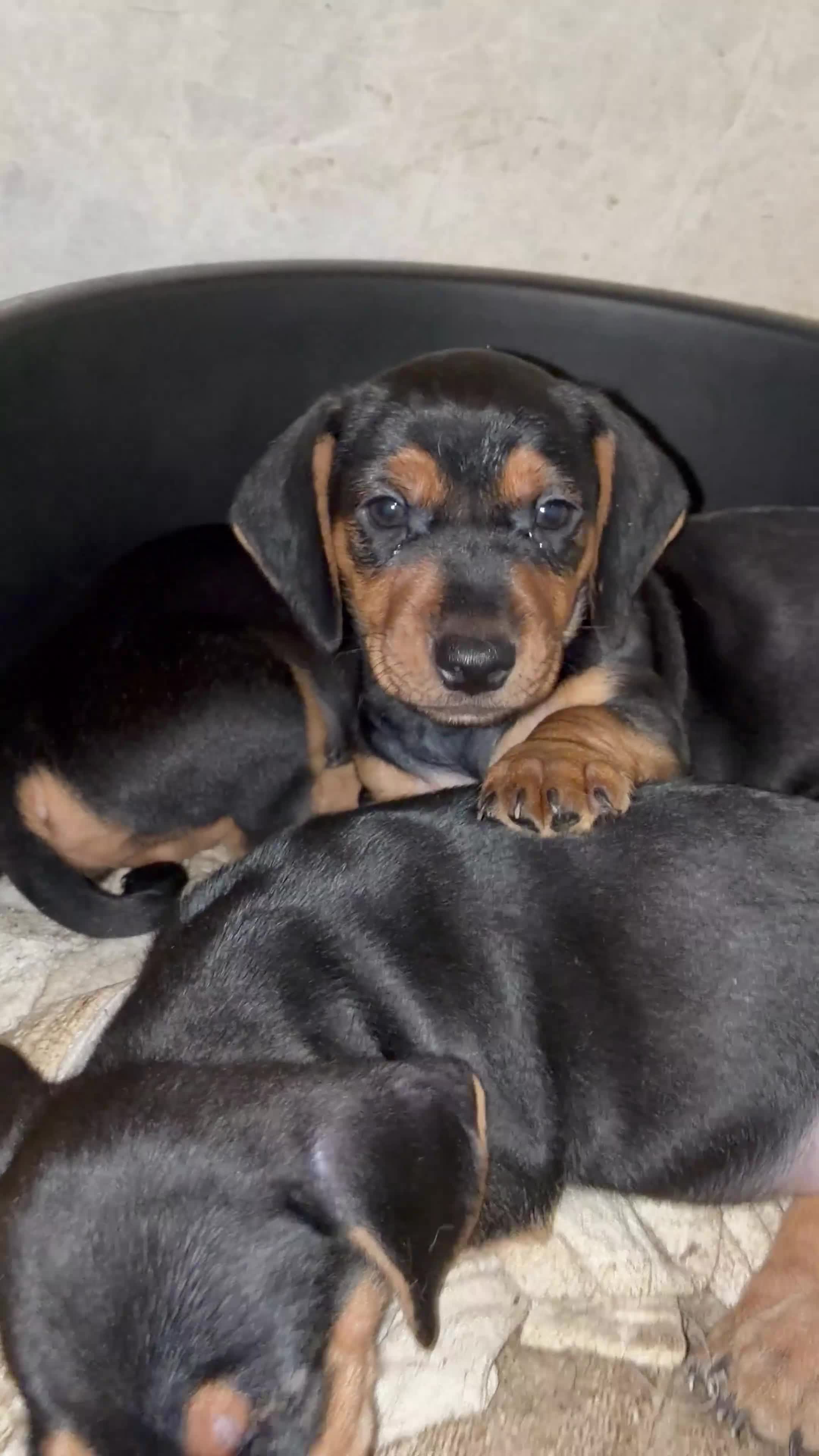 Dachshund dogs for sale: Short-Haired Dachshund Puppies  in Cheltenham - Video 2