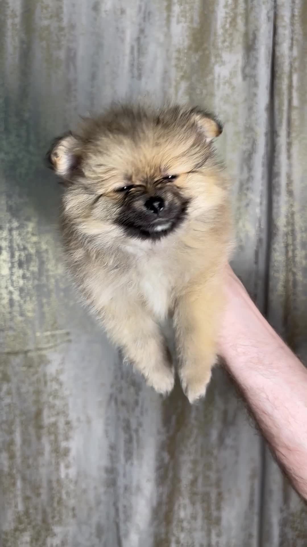 Pomeranian dogs for sale: Pomeranian puppies 💕 - Video 2