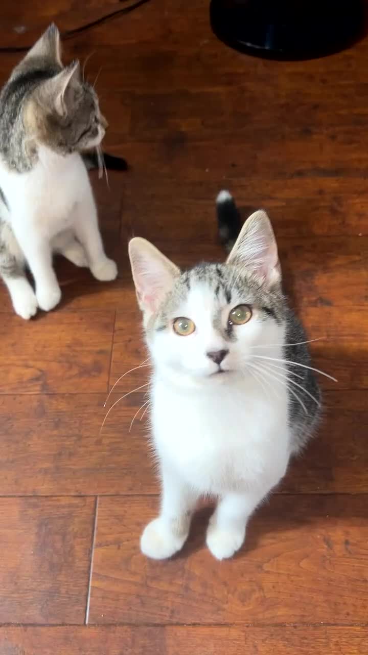 Mixed Breed cats for sale: 6 kittens desperately looking for a forever home - Video 1