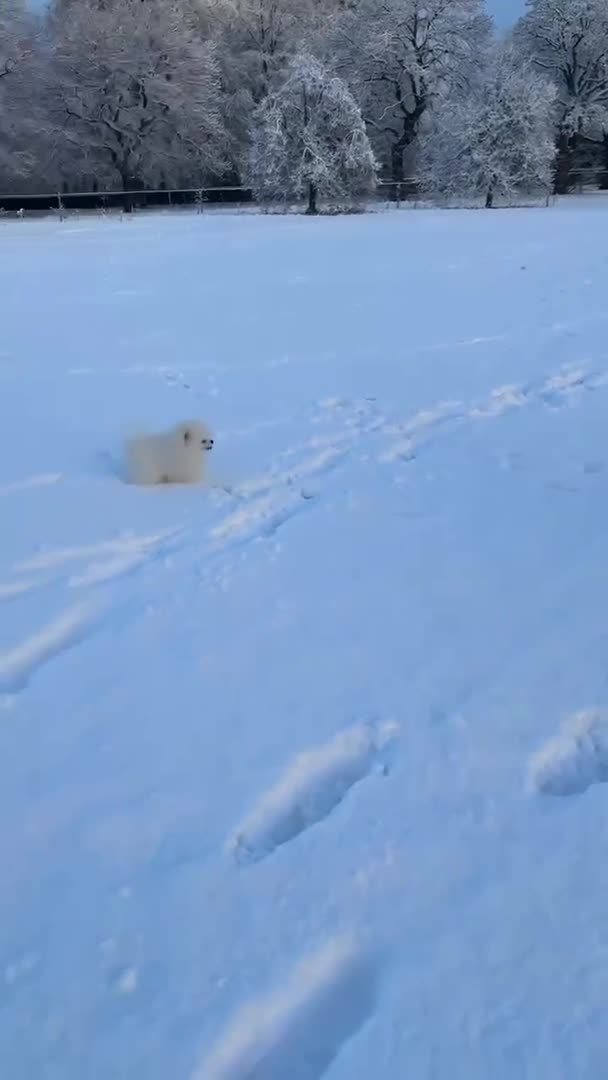 Pomeranian dogs for stud: Olaf white Pomeranian stud in Liverpool - Video 2
