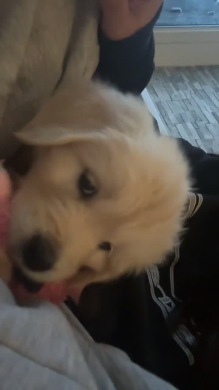 Golden Retriever dogs for sale: Golden Retriever Girl   - Video 1