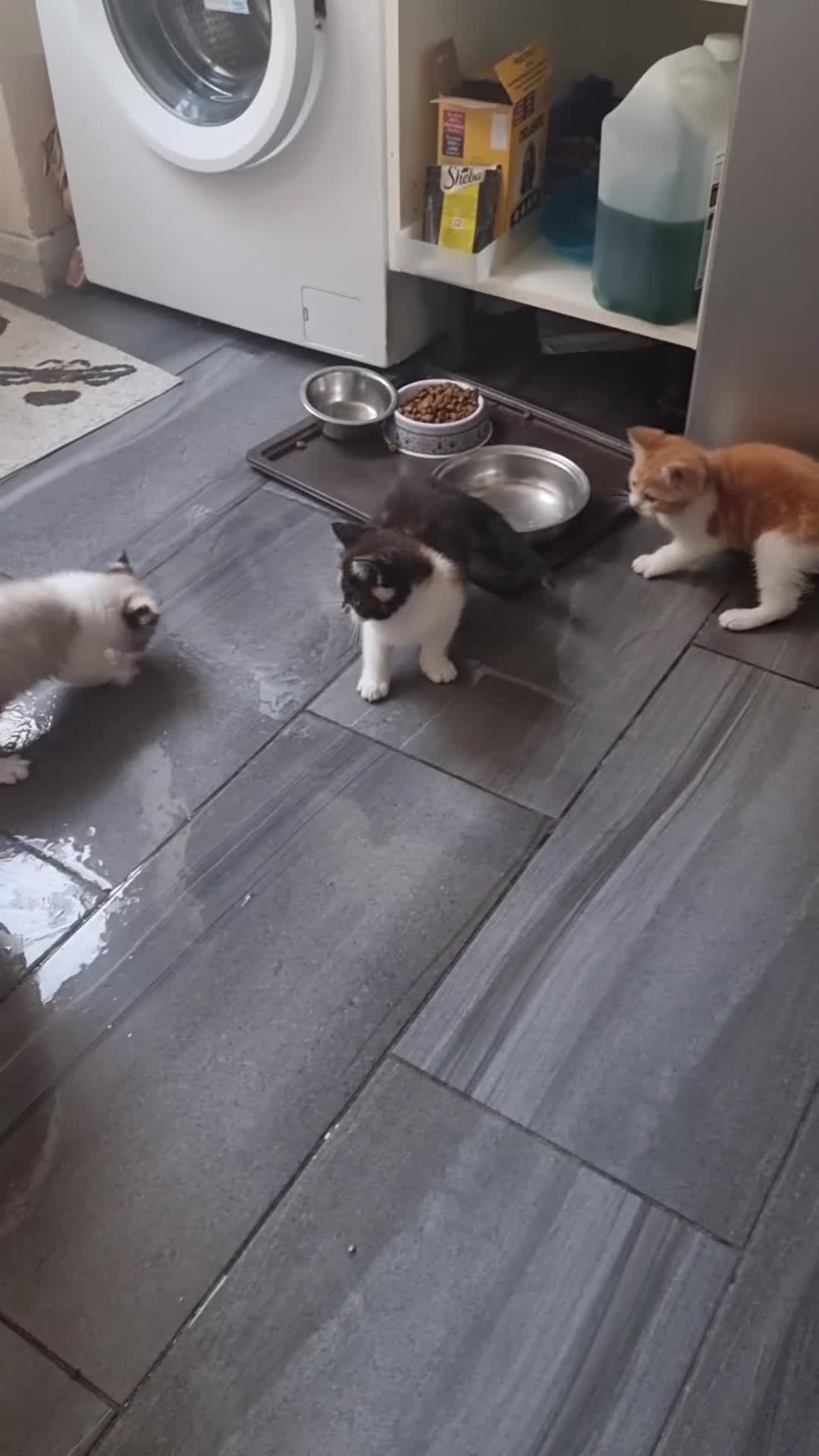 Persian cats for sale: Persian kittens - Video 1