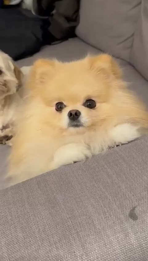 Pomeranian dogs for stud: Pomeranian Boy Gucci stud only extra small  - Video 1