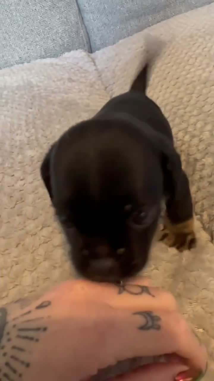 Mixed Breed dogs for sale: Pug/long haired mini dachshund  - Video 2