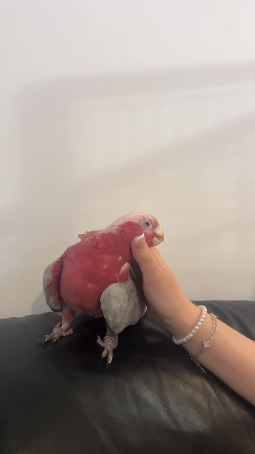Cockatoo birds for sale: Ghala Cockatoo talking friendly parrot  - Video 2