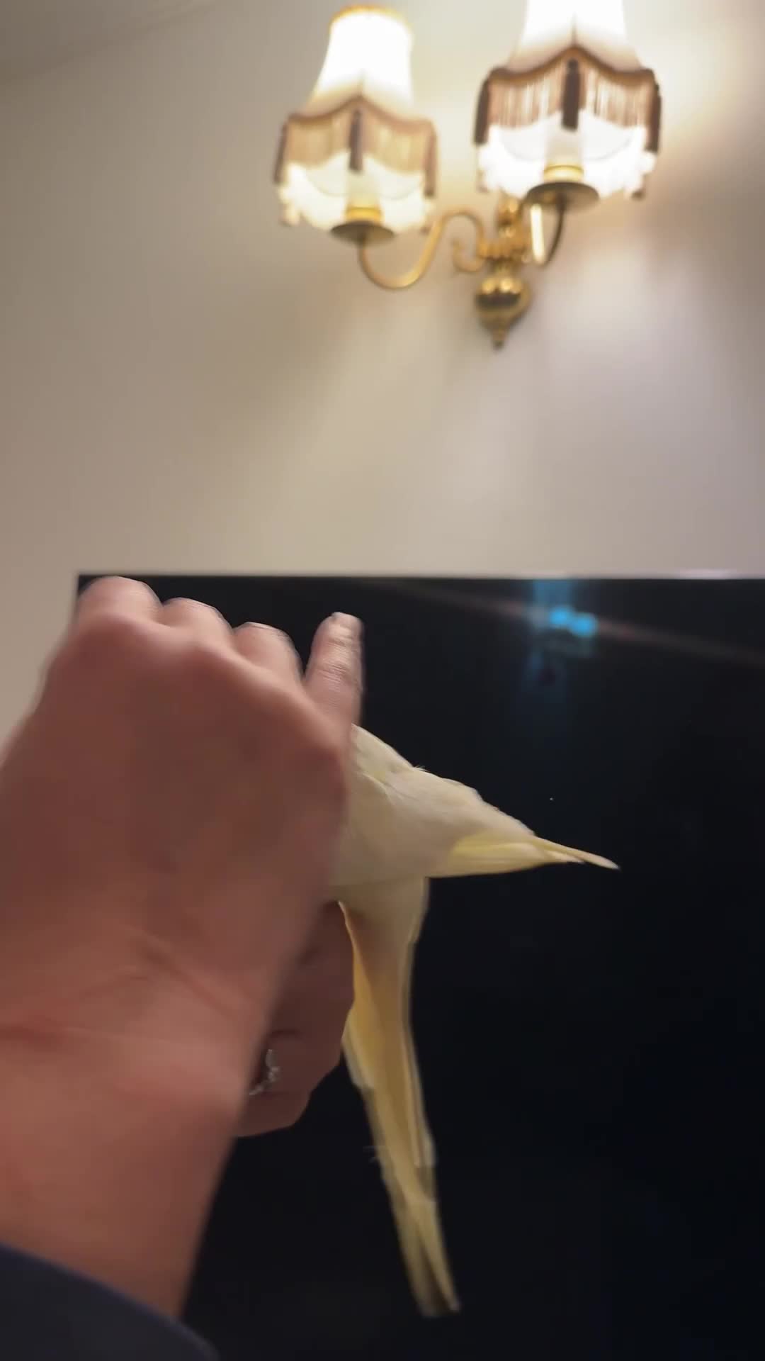 Cockatiels birds for sale: (Only One Left) Silly Tame Hand Reared Babies  - Video 3
