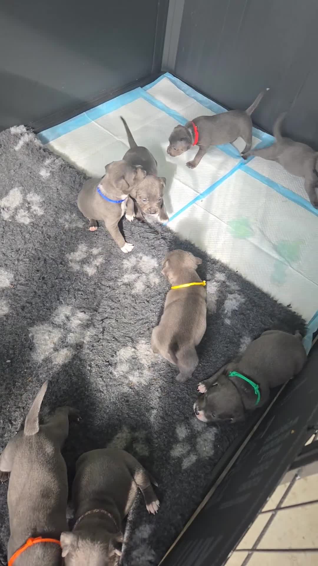 Staffordshire Bull Terrier dogs for sale: 2 left, Reduced Champion KC Blue Staffy Pups - Video 2
