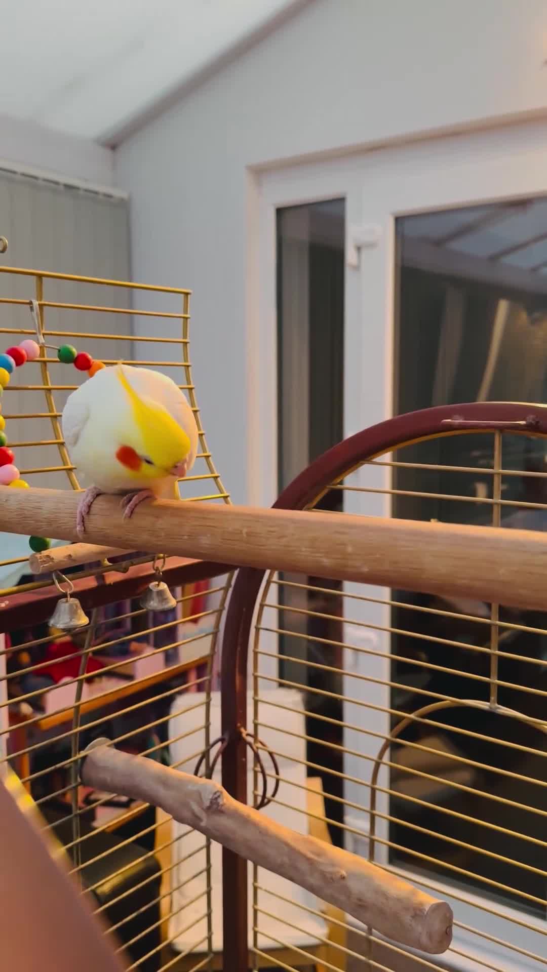 Cockatiels birds for sale: Cockatiel Female + Full Setup Included - Video 2