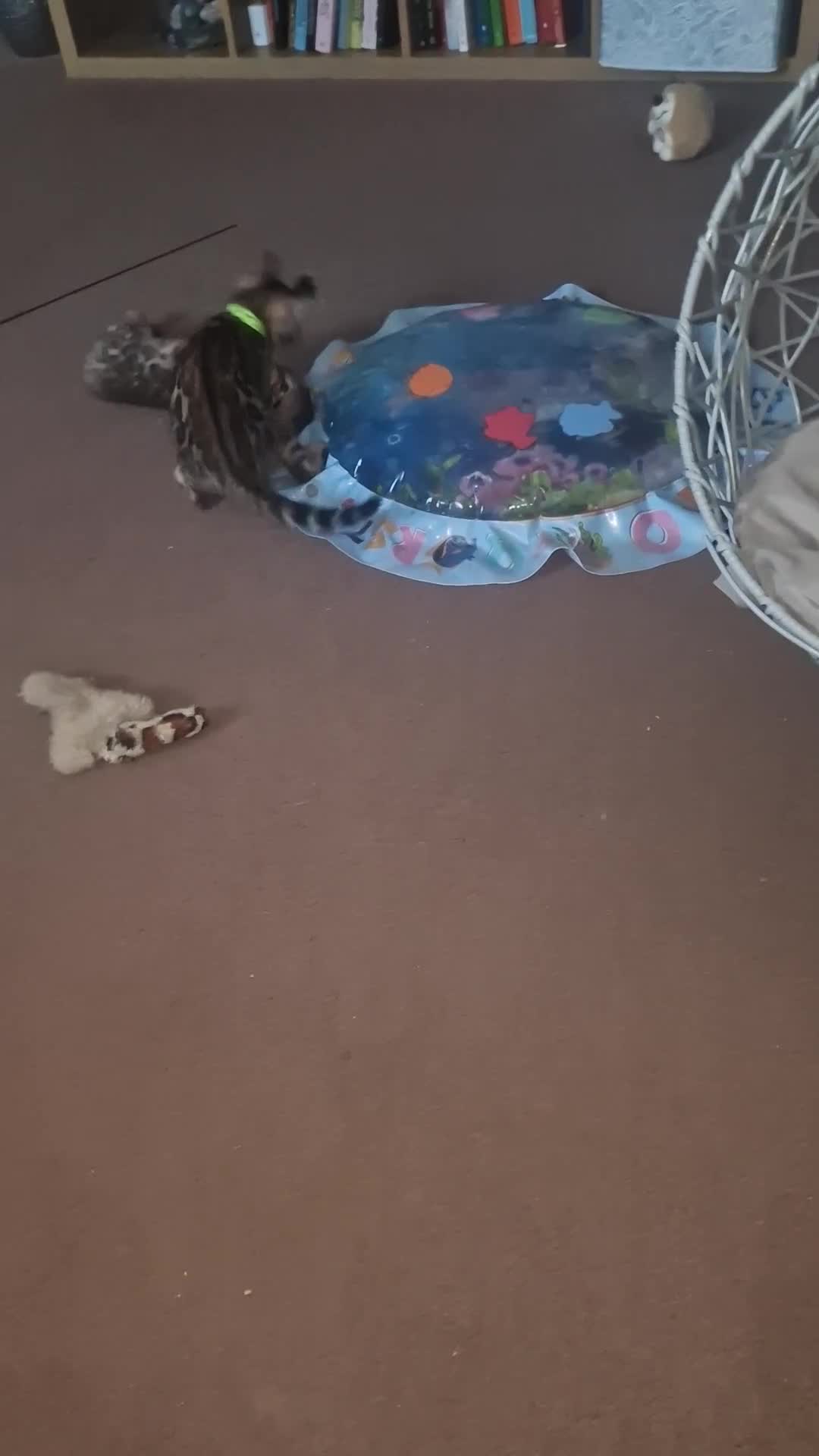 Bengal cats for sale: 3 Gorgeous Bengals kittens 😻😻❤️❤️❤️ - Video 4