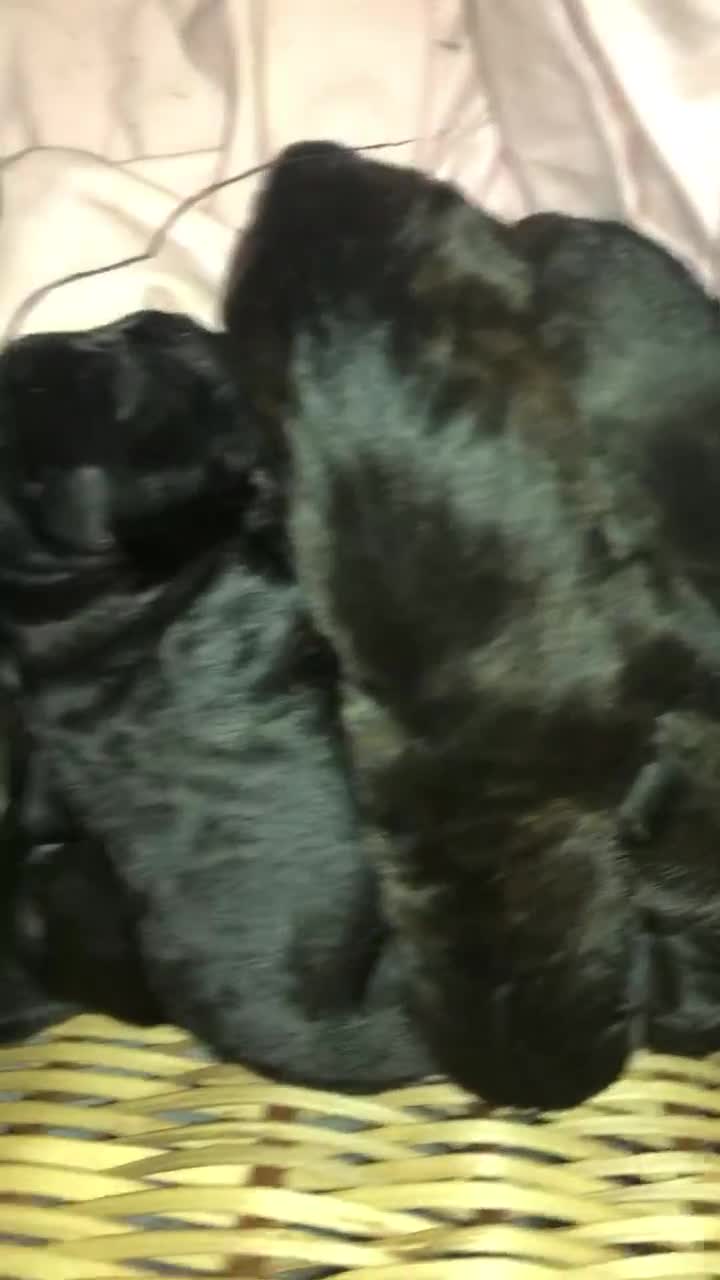 Cane Corso dogs for sale: Champion bloodline cane corso puppys - Video 2