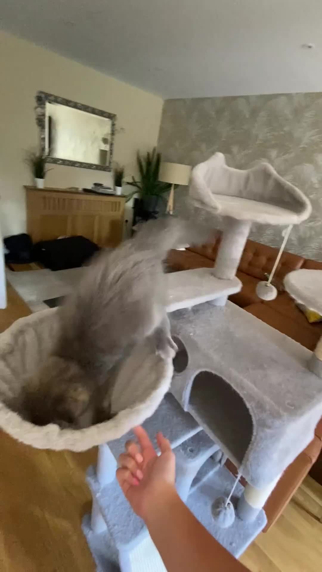 Maine Coon cats for sale: Maine Coon Kittens for sale solid blue is  female  - Video 1