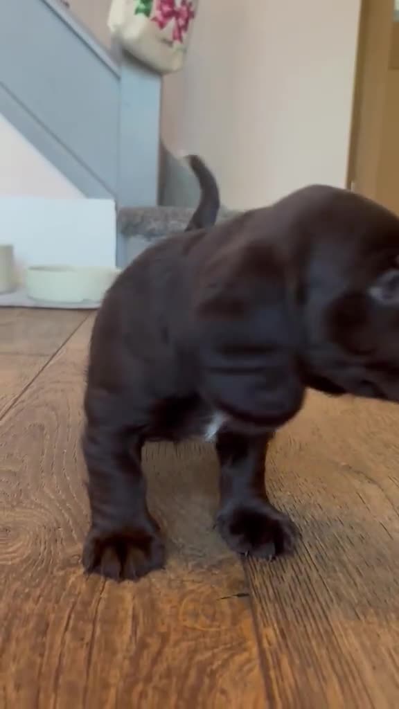 Mixed Breed dogs for sale: Cockadors for sale - Video 4