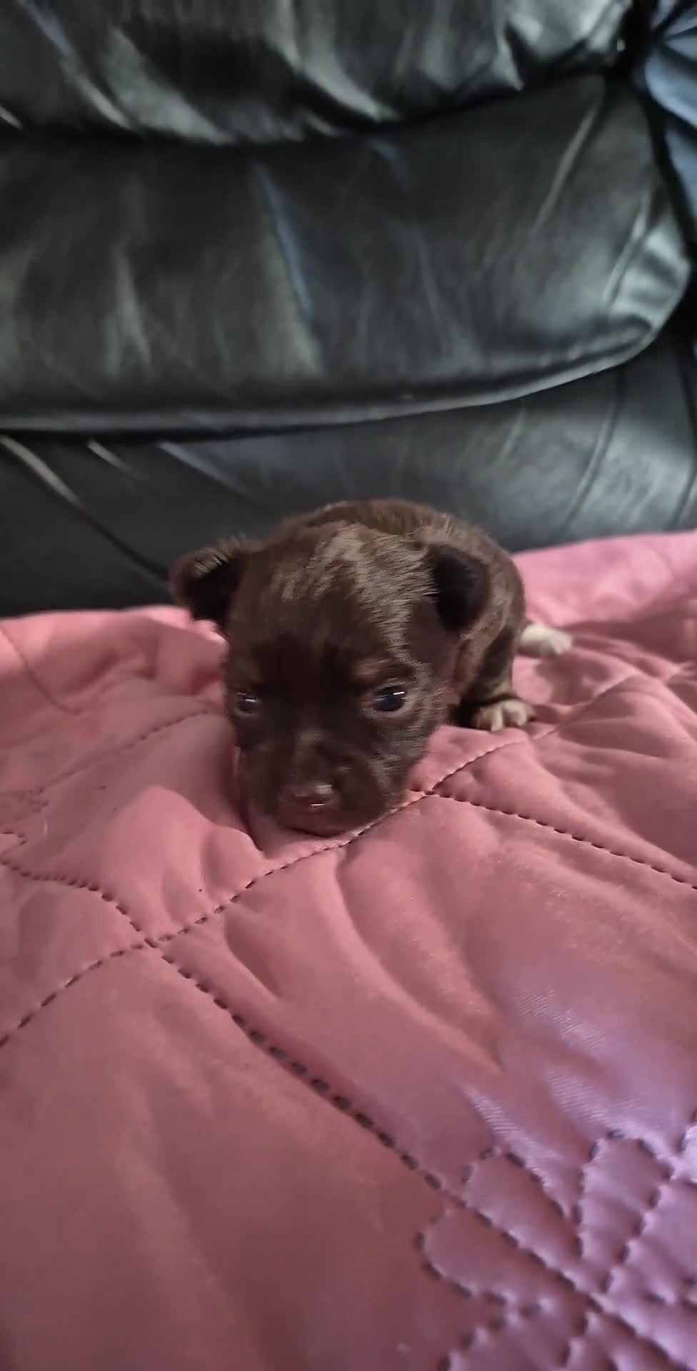 Chihuahua dogs for sale: Long haired Chihuahua  - Video 1