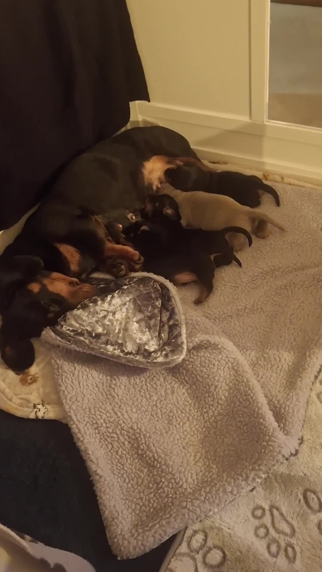 Dachshund dogs for sale: Miniature Dauchund Isabella and Black/Tan pups.  - Video 1