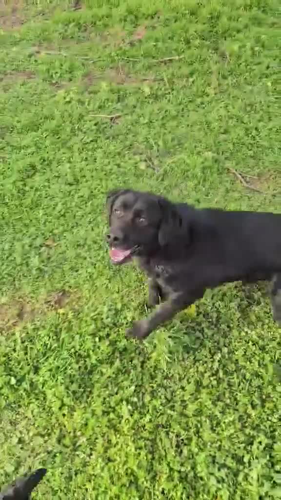 Labrador Retriever dogs for adoption: Aria! - Video 1