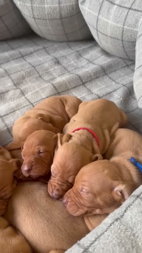 Hungarian Vizsla dogs for sale: Champion Bred Hungarian Vizsla Pups 0.9%COI KC Reg - Video 2