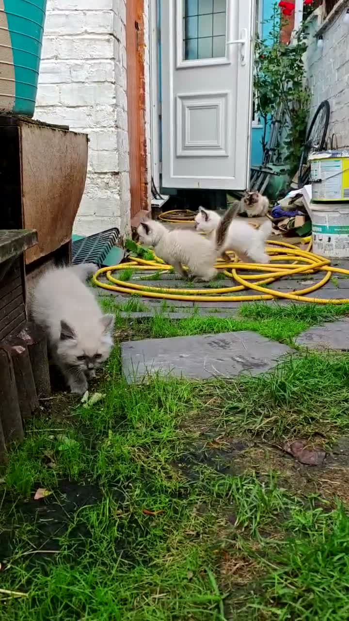 Ragdoll cats for sale: Kittens ready to new home  - Video 1