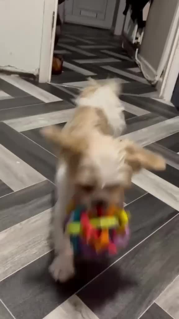 Mixed Breed dogs for sale: Female Shih Tzu cross chihuahua for rehoming - Video 1