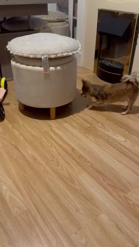 Chihuahua dogs for sale: 🐾 **  Long-Haired Chihuahua Puppy–Deer Head🐾 - Video 1