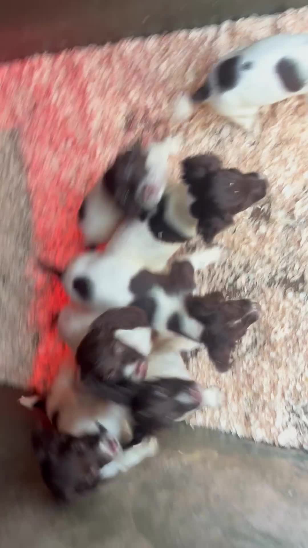 English Springer Spaniel dogs for sale: Working KC springer Spaniel Pups  - Video 1