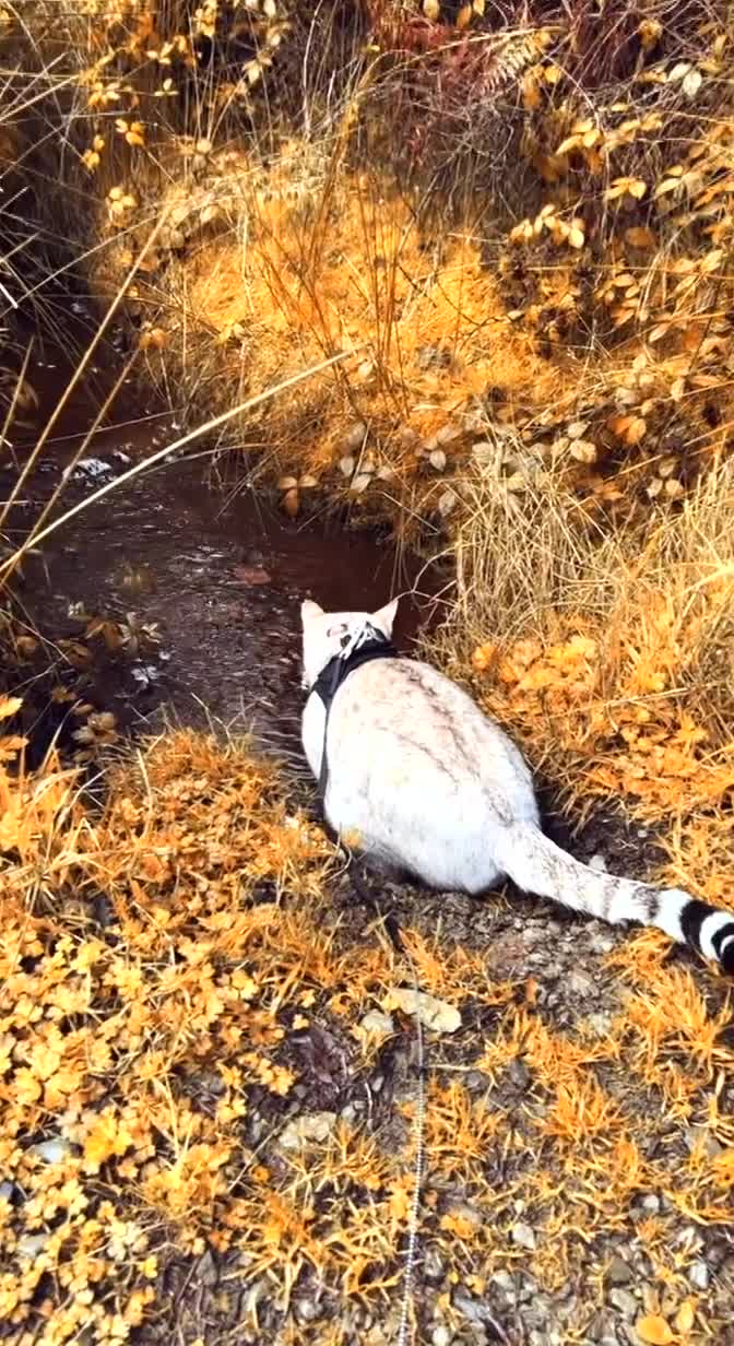 Bengal cats for sale: Moon the Snow Lynx Bengal - Video 2