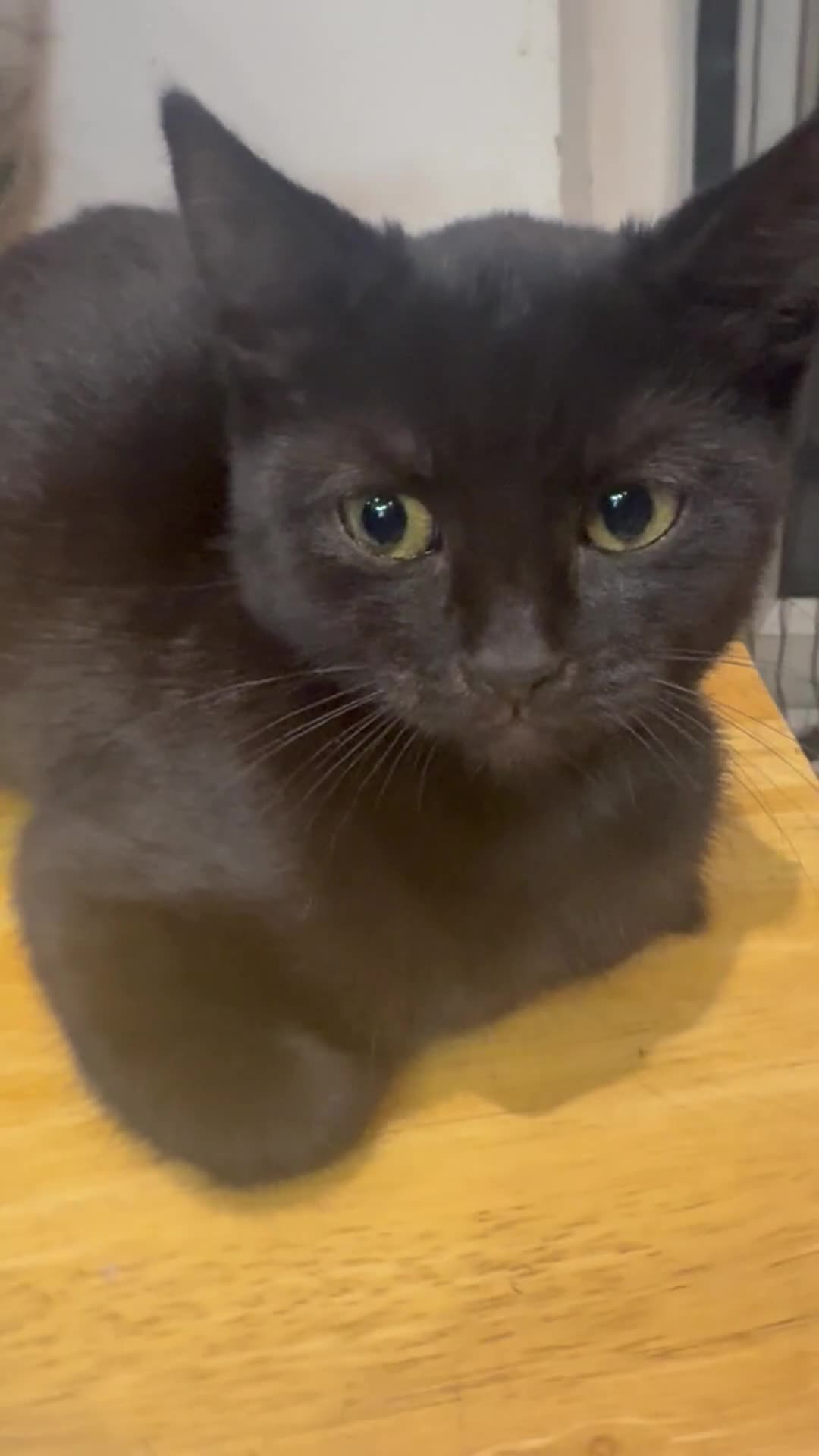 British Shorthair cats for sale: British Shorthair kittens  - Video 1