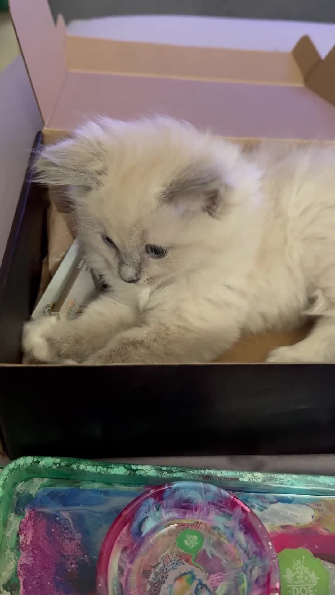Ragdoll cats for sale: Rare Mink and blue mitted Ragdoll kittens  - Video 4