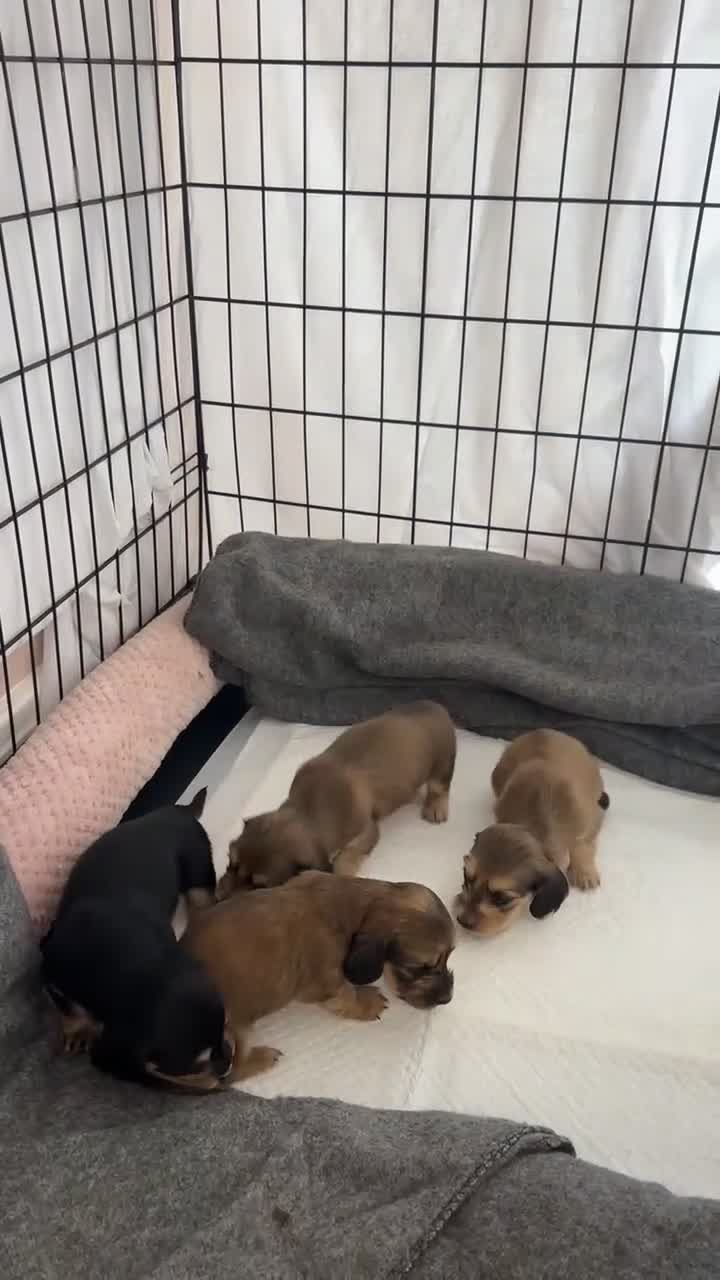 Miniature Dachshund dogs for sale: Shaded cream mini long haired dachshund for sale  - Video 4