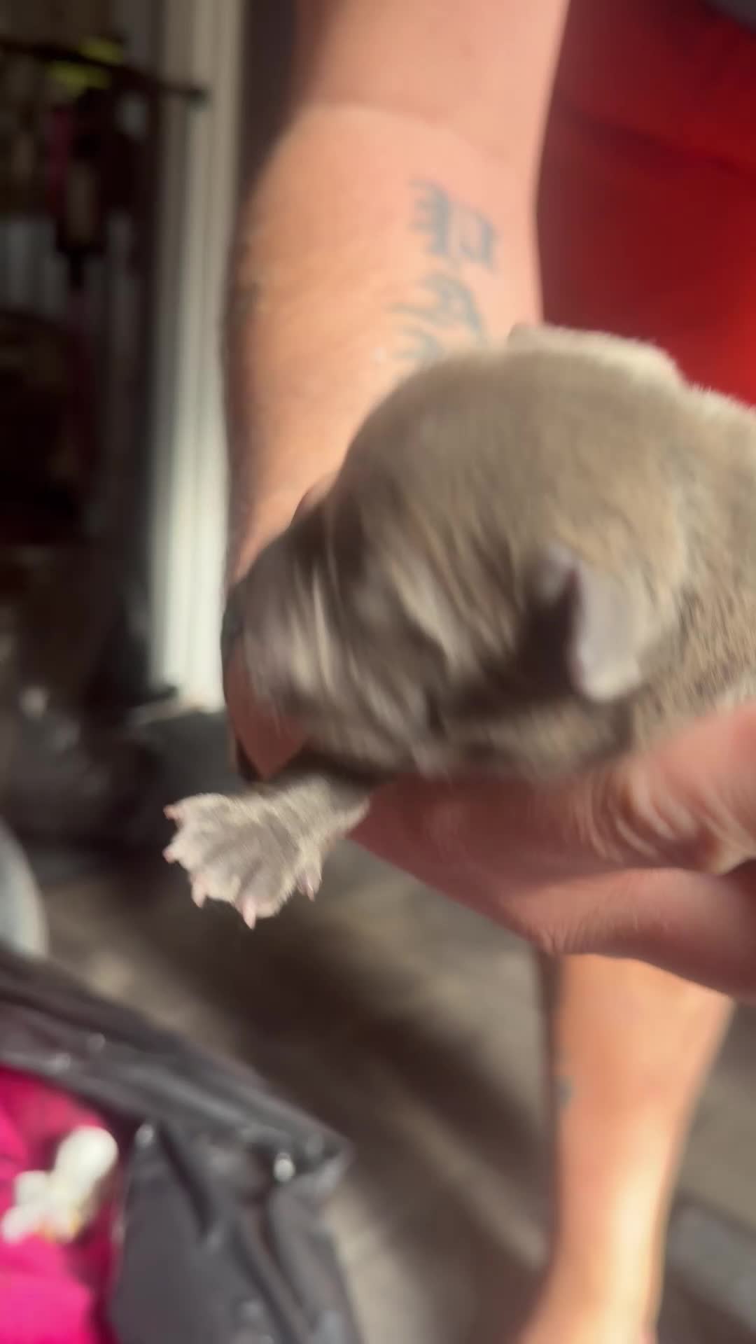 Staffordshire Bull Terrier dogs for sale: Staffordshire bull terrier puppies  - Video 2