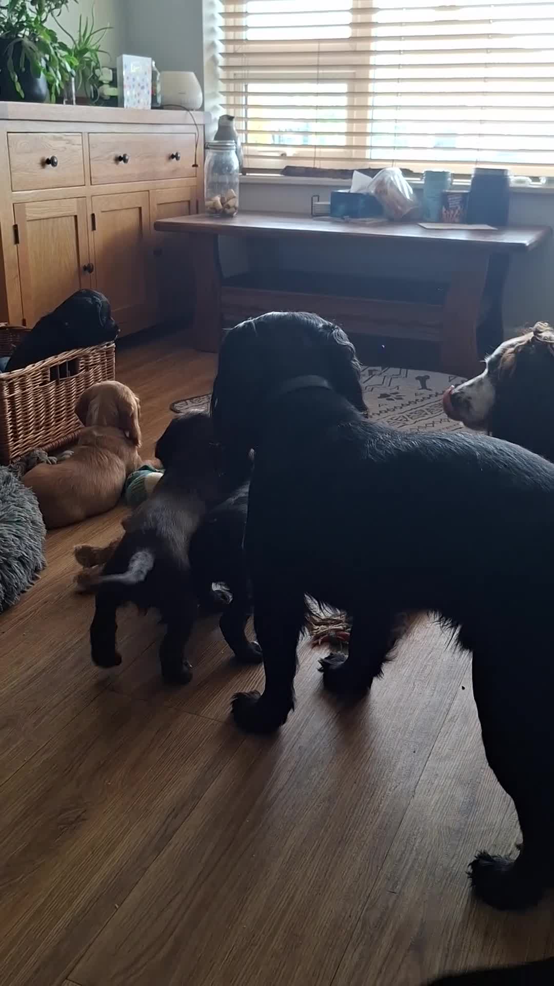 Cocker Spaniel dogs for sale: Beautiful Cocker Spaniel Puppies in Hunstanton - Video 1