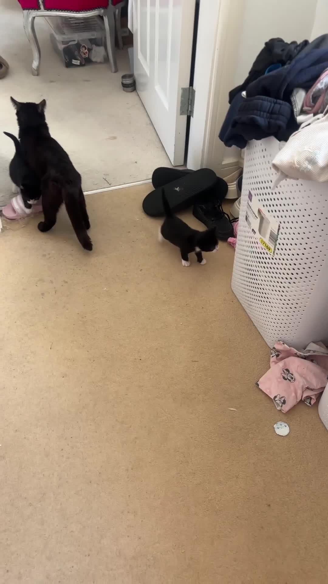 Mixed Breed cats for sale: Kittens for sale  - Video 1